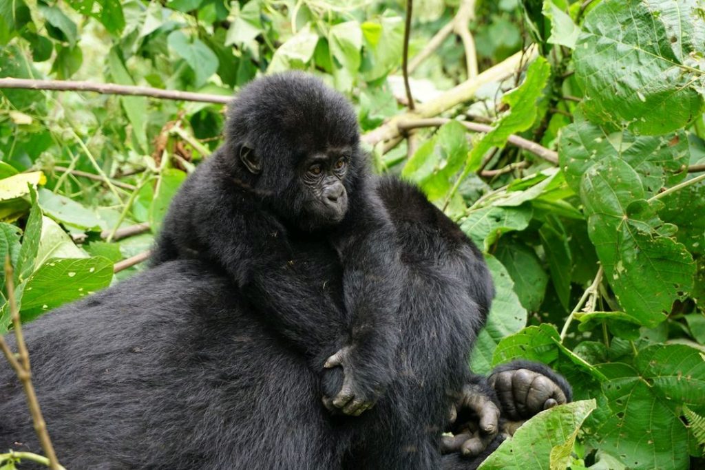 Bwindi gorilla safari