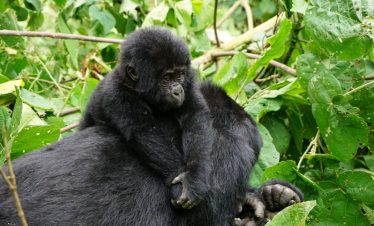 Bwindi gorilla safari