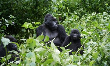 rwanda safari tour