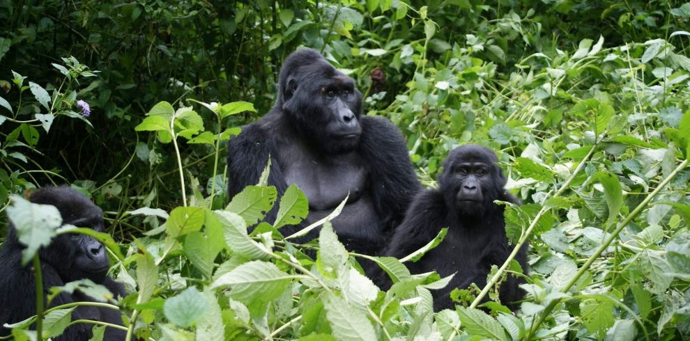 rwanda safari tour