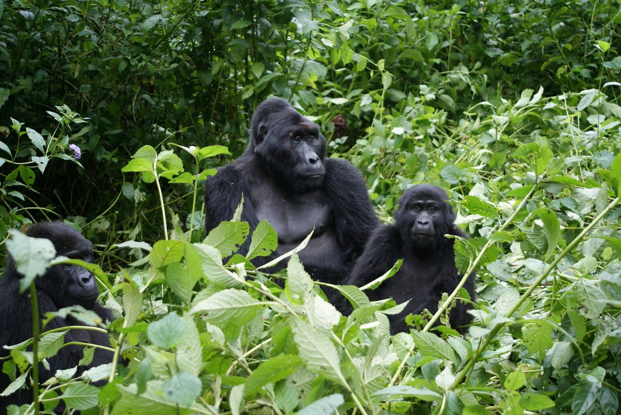 rwanda safari tour