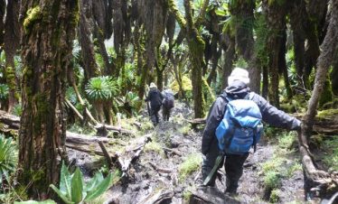 rwenzori-trekking-ruwenzori-60