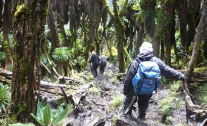 rwenzori-trekking-ruwenzori-60