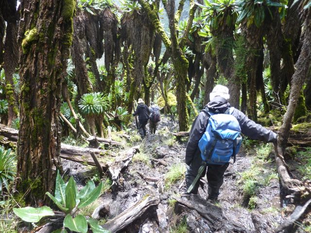 rwenzori-trekking-ruwenzori-60