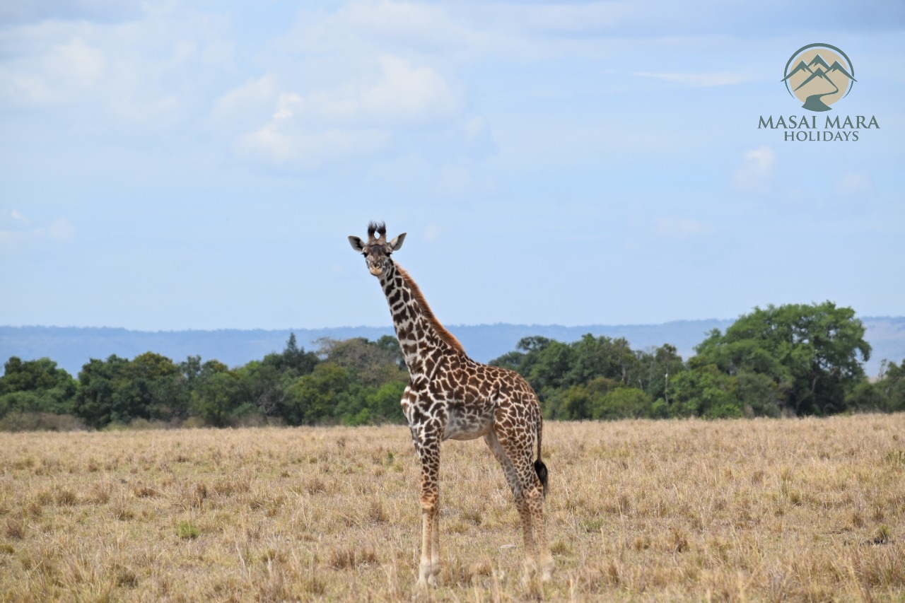 BOOK MASAI MARA SAFARI