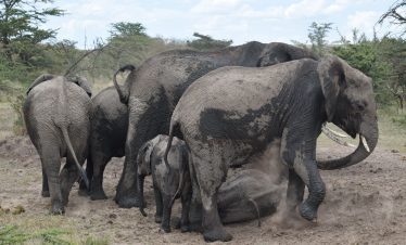 amboseli safari tour