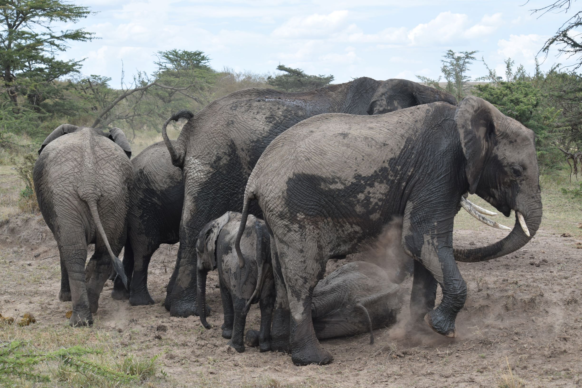afarican safari kenya masai mara