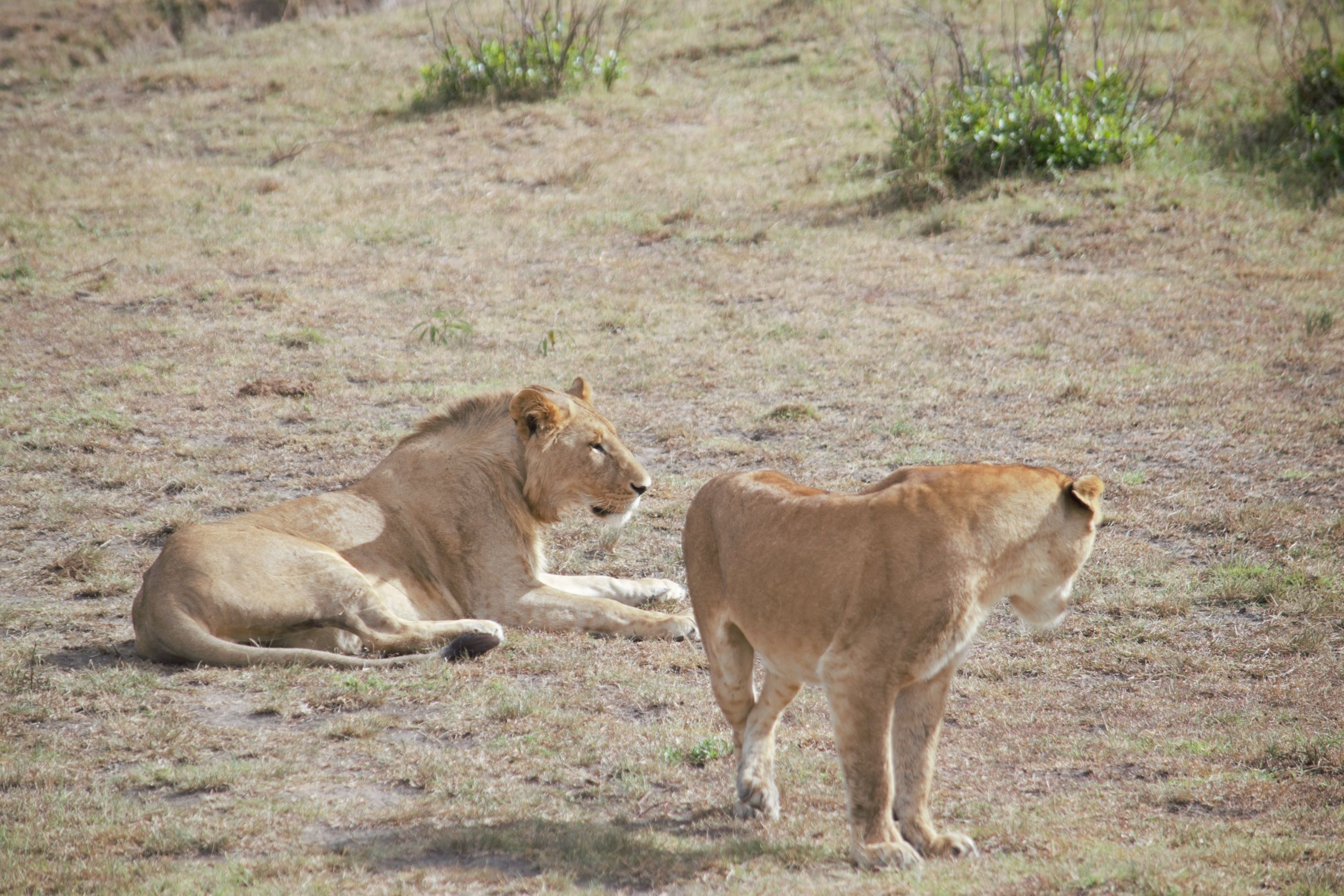 kenya safari masai mara