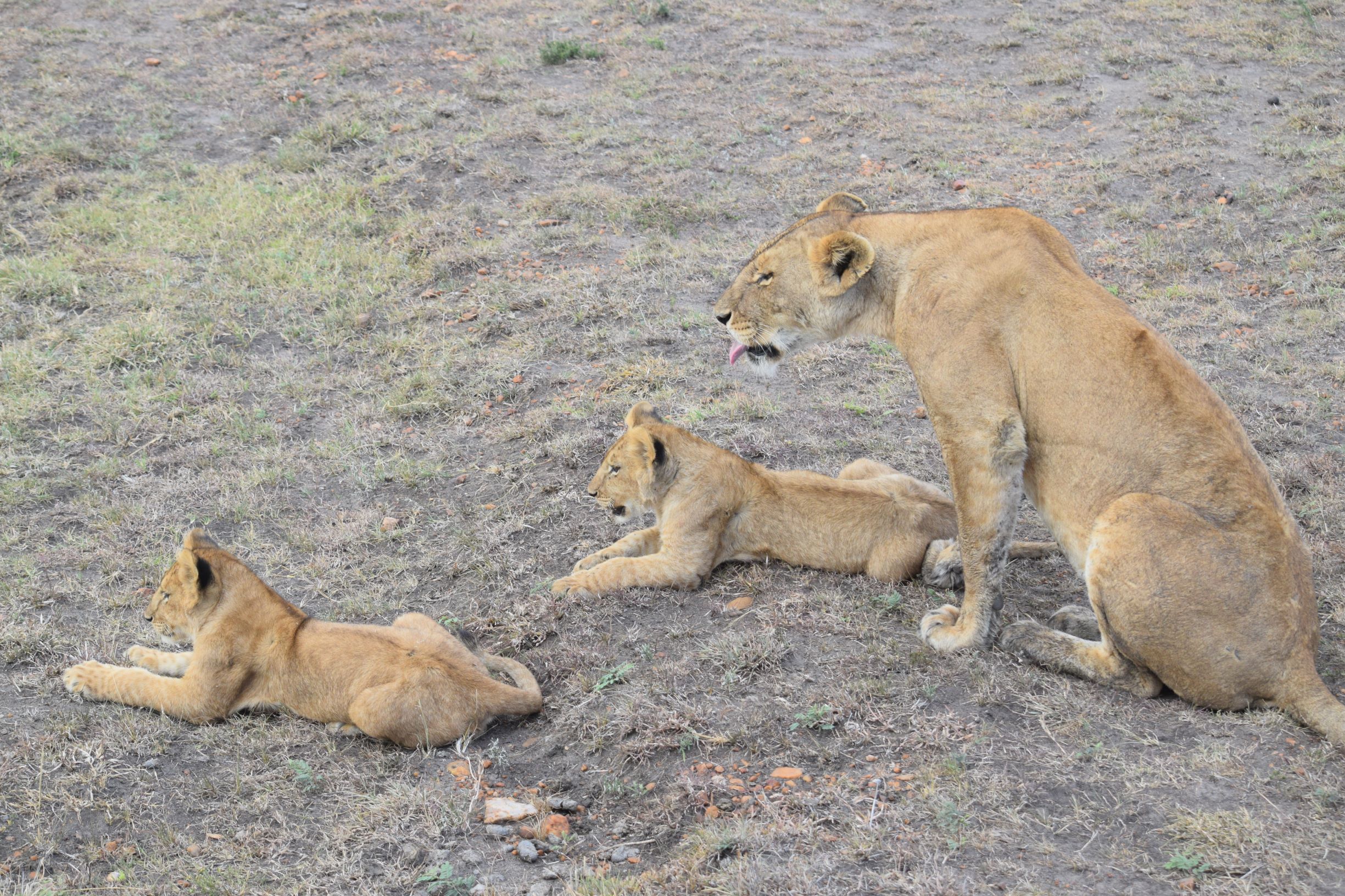 masai mara kenya