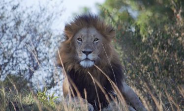 10 Day Masai Mara, Serengeti and Gorilla Trekking Safari