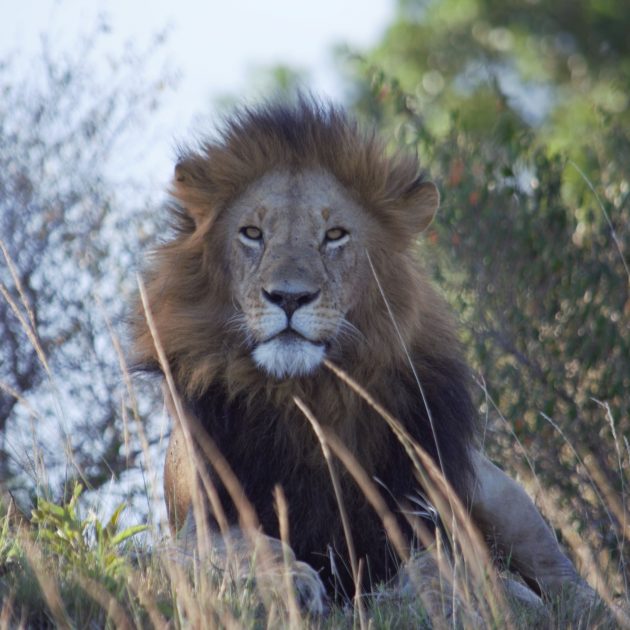 safari masai