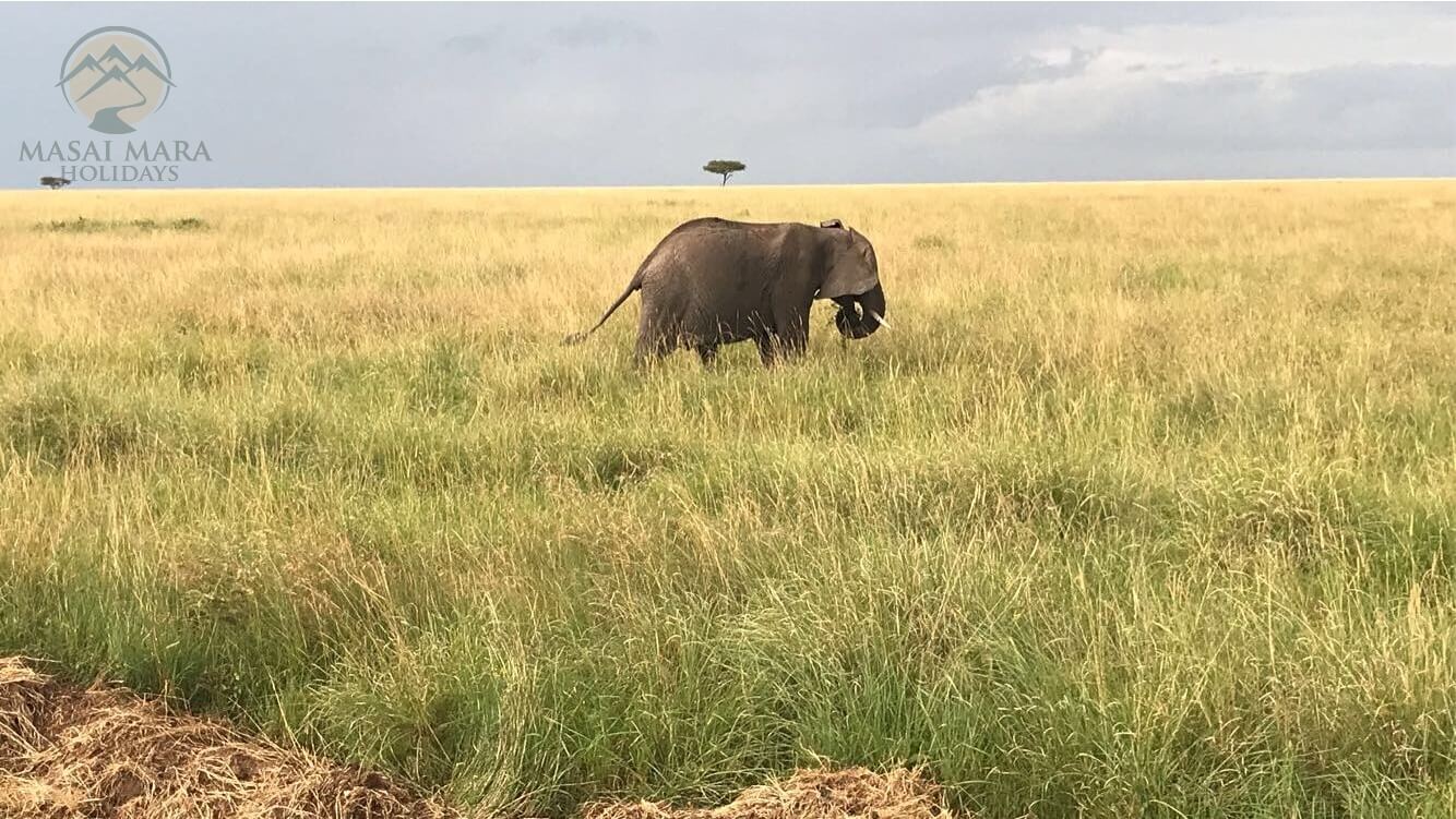 Kenya masai mara safari packages
