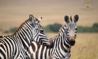 6 Days Masai Mara and Amboseli National Park