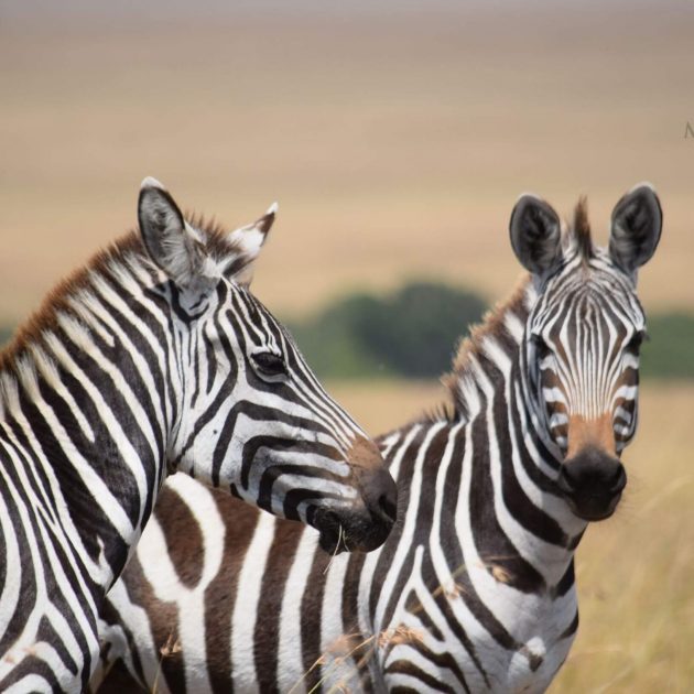 african safari masai mara