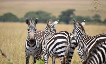 12 Days Best of Kenya and Tanzania Safari