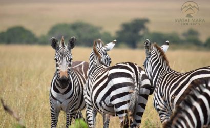 mara masai safari