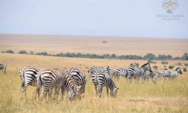 6 Days Masai Mara Migration And Lake Nakuru Safari