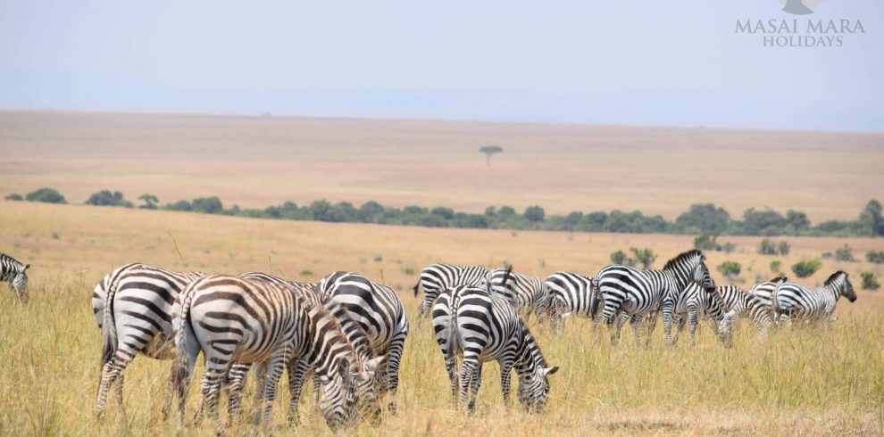 masai mara safari tours (13)