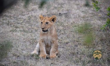 9 Day Masai Mara and Serengeti  Safari Holiday