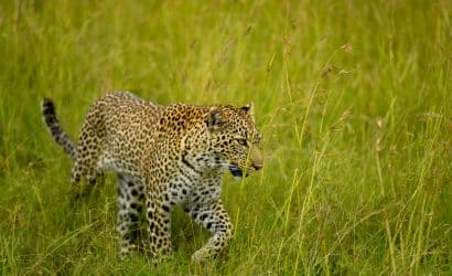 mara masai safari