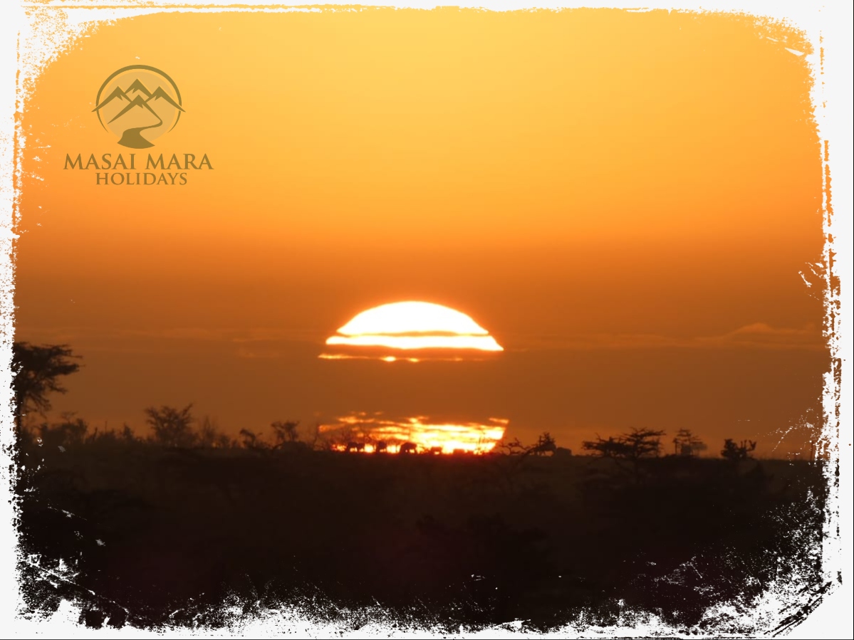 masai mara