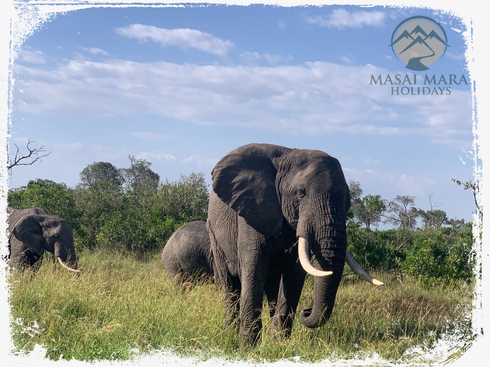 masai mara