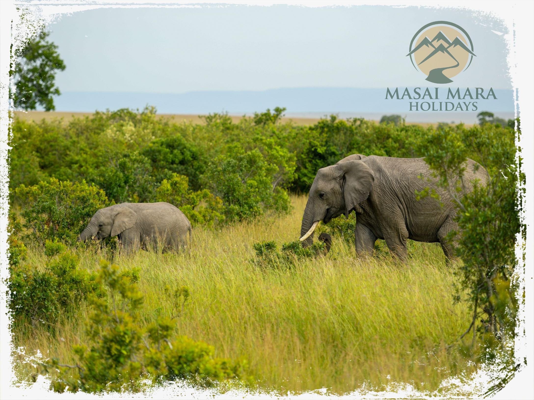 masai mara safari tours