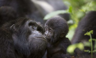 13 Day Kenya & Uganda Safari