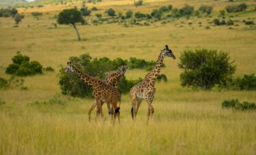 20 Day Best of East Africa Safari & Beach Holiday